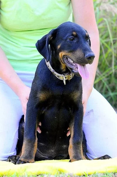 Beauceron s PP