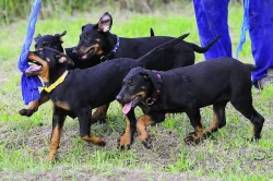 Beauceron s PP