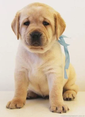Labrador smetanová a černá štěňátka s PP