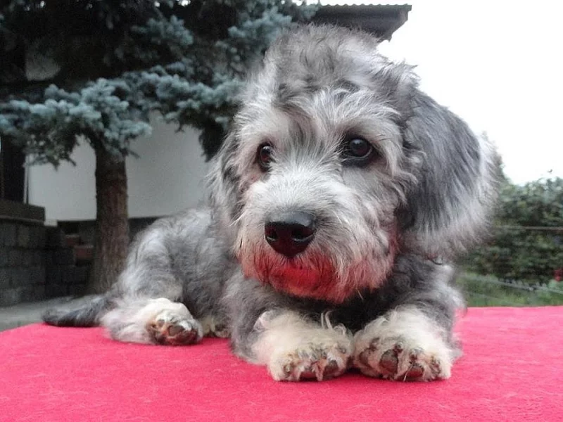 Dandie Dinmont teriér - štěně