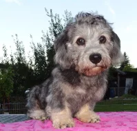 Dandie Dinmont teriér - štěně