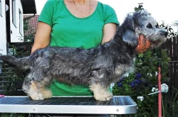Dandie Dinmont teriér - štěně