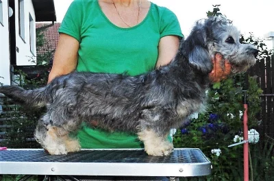 Dandie Dinmont teriér - štěně