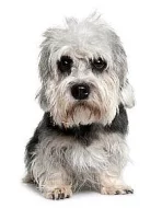 Dandie Dinmont teriér - štěně