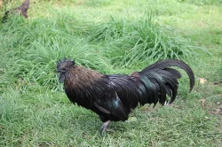 Cemanský kohout