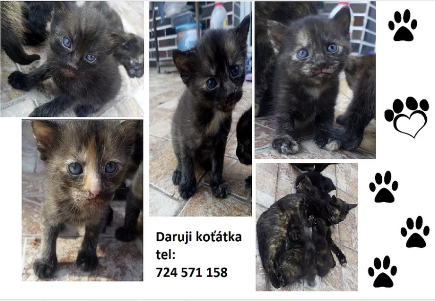 Daruji koťátka