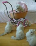 Prodám perská stříbřitá koťata