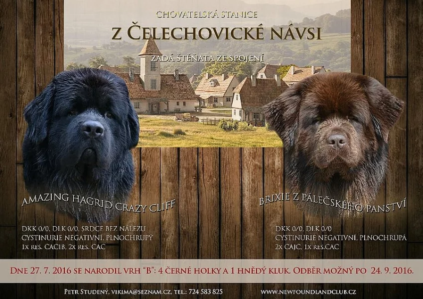 Novofundlandský pes