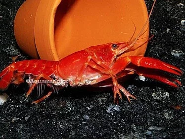 Rak - Procambarus clarkii orange