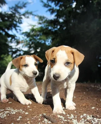 Jack Russel teriér štěňátka