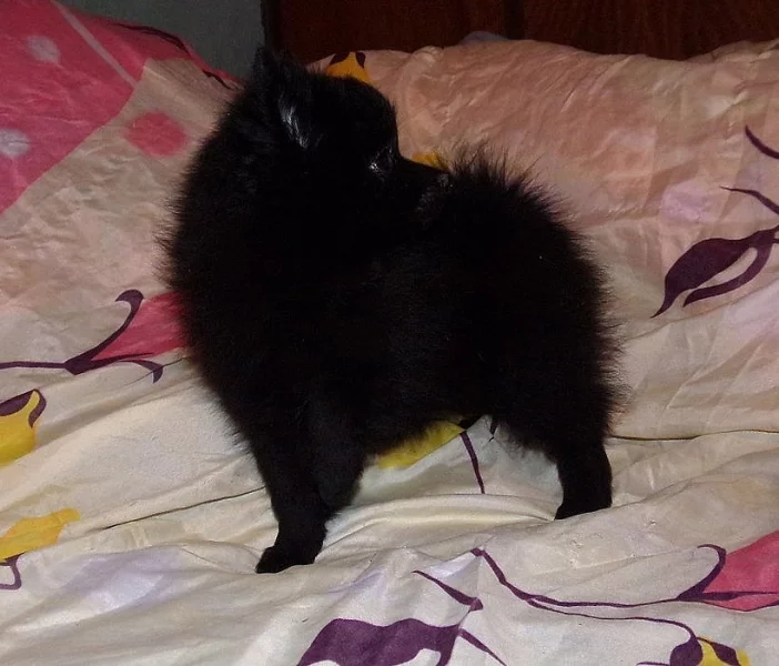 Německý špic malý s PP