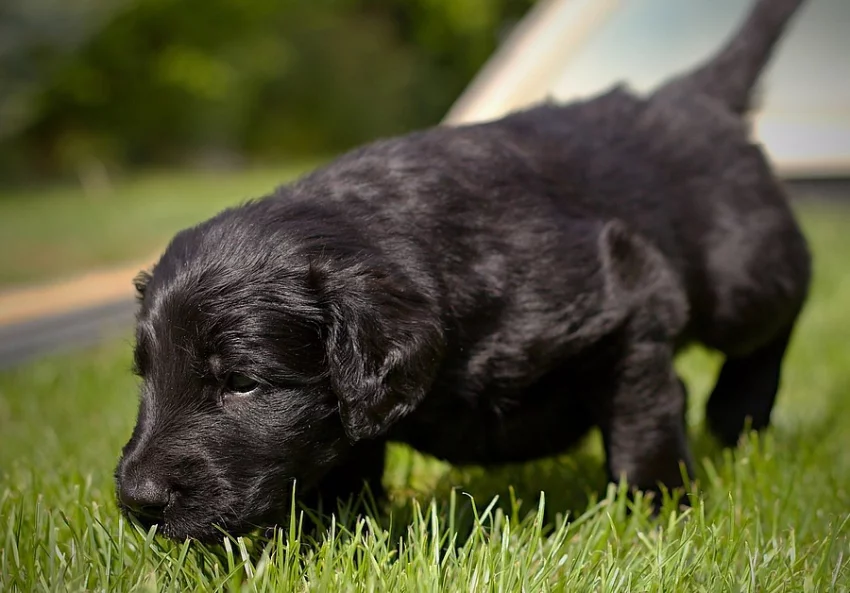 Štěňata flat coated retriever s PP