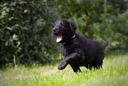 Štěňata flat coated retriever s PP