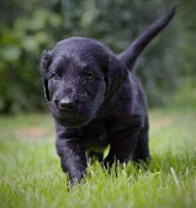 Štěňata flat coated retriever s PP