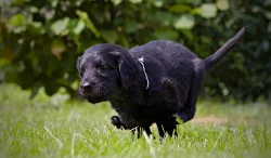 Štěňata flat coated retriever s PP