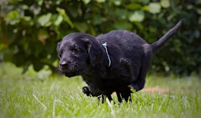 Štěňata flat coated retriever s PP
