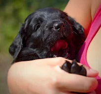 Štěňata flat coated retriever s PP