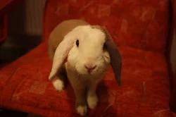 3letý zakrslý králíček beránek teddy