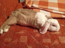 3letý zakrslý králíček beránek teddy