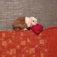 3letý zakrslý králíček beránek teddy