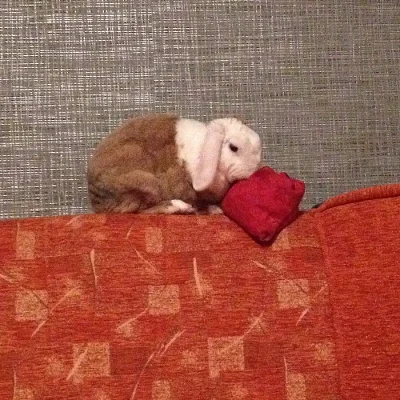 3letý zakrslý králíček beránek teddy
