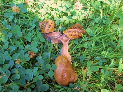 Helix Aspersa Maxima - Prodej