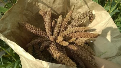 Senegalské proso