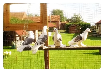 Okrasní holubi Nový Bydžov Krásné Pole