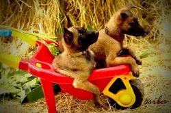 Belgický ovčák malinois