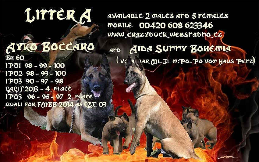 Belgický ovčák malinois