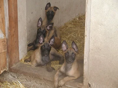 Belgický ovčák malinois