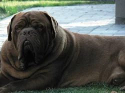 Bordeauxska doga