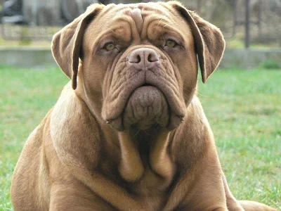 Bordeauxska doga
