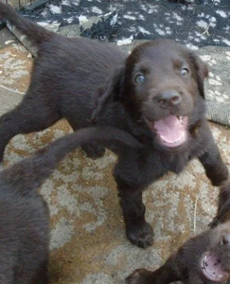 Flat coated retriever s PP -hnědý