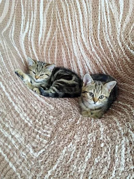 Whiskas kočičky