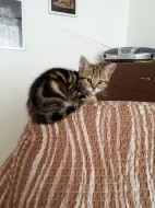 Whiskas kočičky
