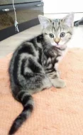 Whiskas kočičky