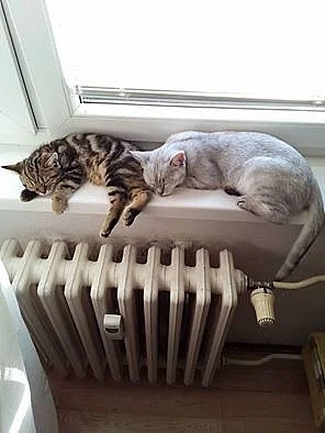 Whiskas kočičky