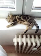 Whiskas kočičky