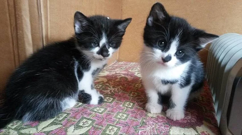 Koťátko Koukol čeká na nový domov