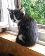 Koťátko Koukol čeká na nový domov