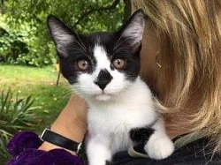 Koťátko Koukol čeká na nový domov