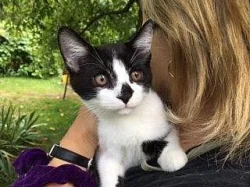 Koťátko Koukol čeká na nový domov