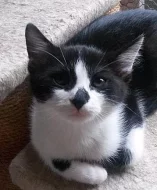 Koťátko Koukol čeká na nový domov