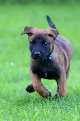 Štěňata belgický ovčák- malinois