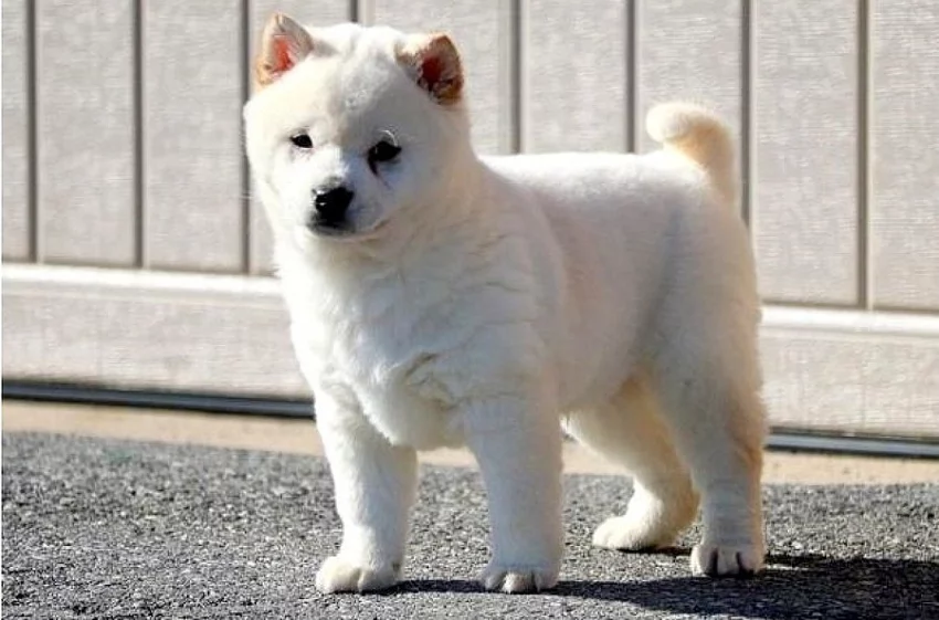 Shiba inu štěňátka s PP