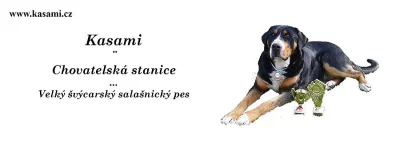 Velký švýcarský salašnický pes štěňata s PP