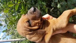 Tosa-inu - štěně na prodej