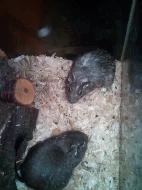 osmak degu