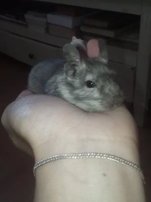 osmak degu